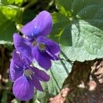 Viola × melissifolia Flower