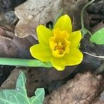 Narcissus cyclamineus 花