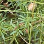 Symphyotrichum ericoides Hoja