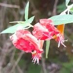Cuphea cordata Flor