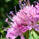 Knautia dipsacifoliaFlower