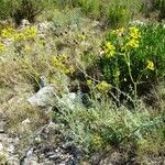 Ruta angustifolia Tabia