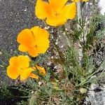 Eschscholzia caespitosa Hàbitat