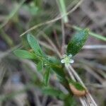 Polygonum aviculareKwiat