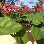 Clerodendrum umbellatum Leaf