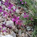 Polygala nicaeensis Цветок