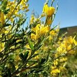 Genista florida Flower