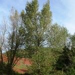 Populus nigra Buveinė