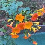 Streptosolen jamesonii Virág