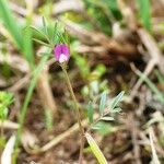 Vicia lathyroides Fiore