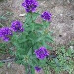 Campanula glomerataFlower