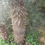 Pachypodium lamereiപുറംതൊലി