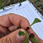 Sphaeromorphaea australis 葉