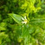 Sarcococca orientalis Květ