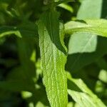Campanula medium Leaf