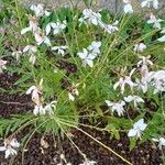 Oenothera gaura Flower