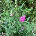 Lathyrus heterophyllus Habitus