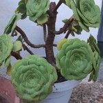 Aeonium castello-paivae Hostoa