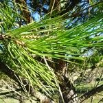 Pinus halepensis Blad