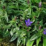 Gentiana septemfida Blodyn