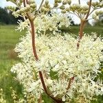 Filipendula ulmariaКвітка