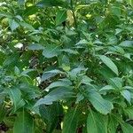 Strobilanthes hamiltoniana Habitus