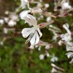 Silene italica Blomma