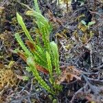 Grammitis serrulata Φύλλο