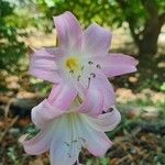 Amaryllis belladonna Λουλούδι