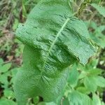 Rumex conglomeratus Liść