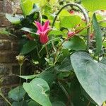 Clematis texensis Flower