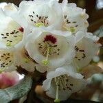 Rhododendron arizelum Flower