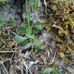 Arabis collina Leaf