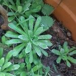 Saxifraga cotyledon 葉