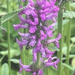 Stachys officinalis Квітка