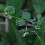 Drymaria cordata Flower