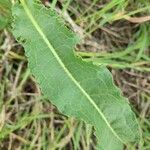 Rumex longifolius Blad