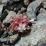 Claytonia saxosa Flor