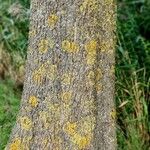 Fraxinus pennsylvanica кора