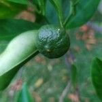 Citrus × aurantiifolia Fruit