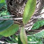 Trichosandra borbonica Leaf
