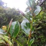 Dicarpellum baillonianum Leaf