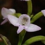 Cynorkis coccinelloides Flor