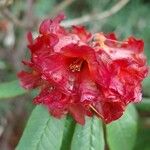 Rhododendron barbatum Flor