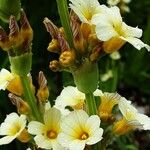 Sisyrinchium striatum Fruit