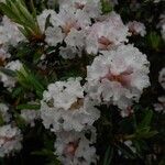Rhododendron trichostomum Flor