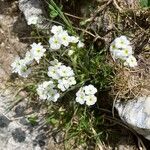 Androsace obtusifolia Fula