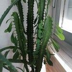 Euphorbia trigona Fulla