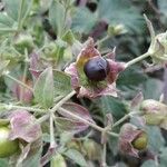 Silene baccifera Fruto