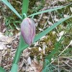 Fritillaria tubaeformis Õis